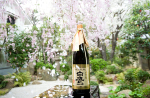 春の訪れとともに、夙川の桜便り🌸